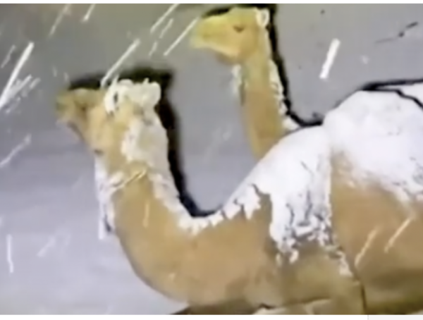 FACT CHECK: Does video of camels show Saudi Arabia’s first snowfall in